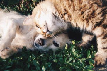 Tips voor honden- en kattenbezitters